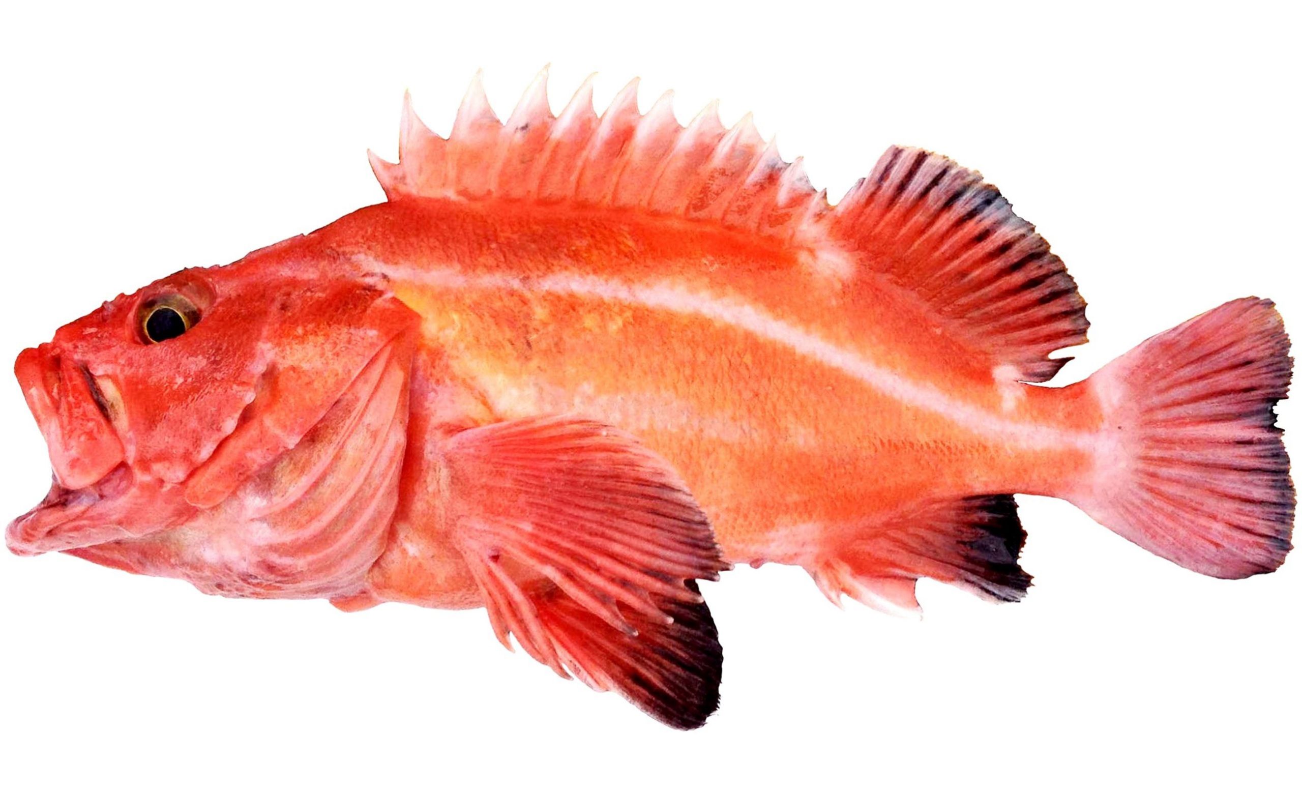 A juvenile Yelloweye Rockfish