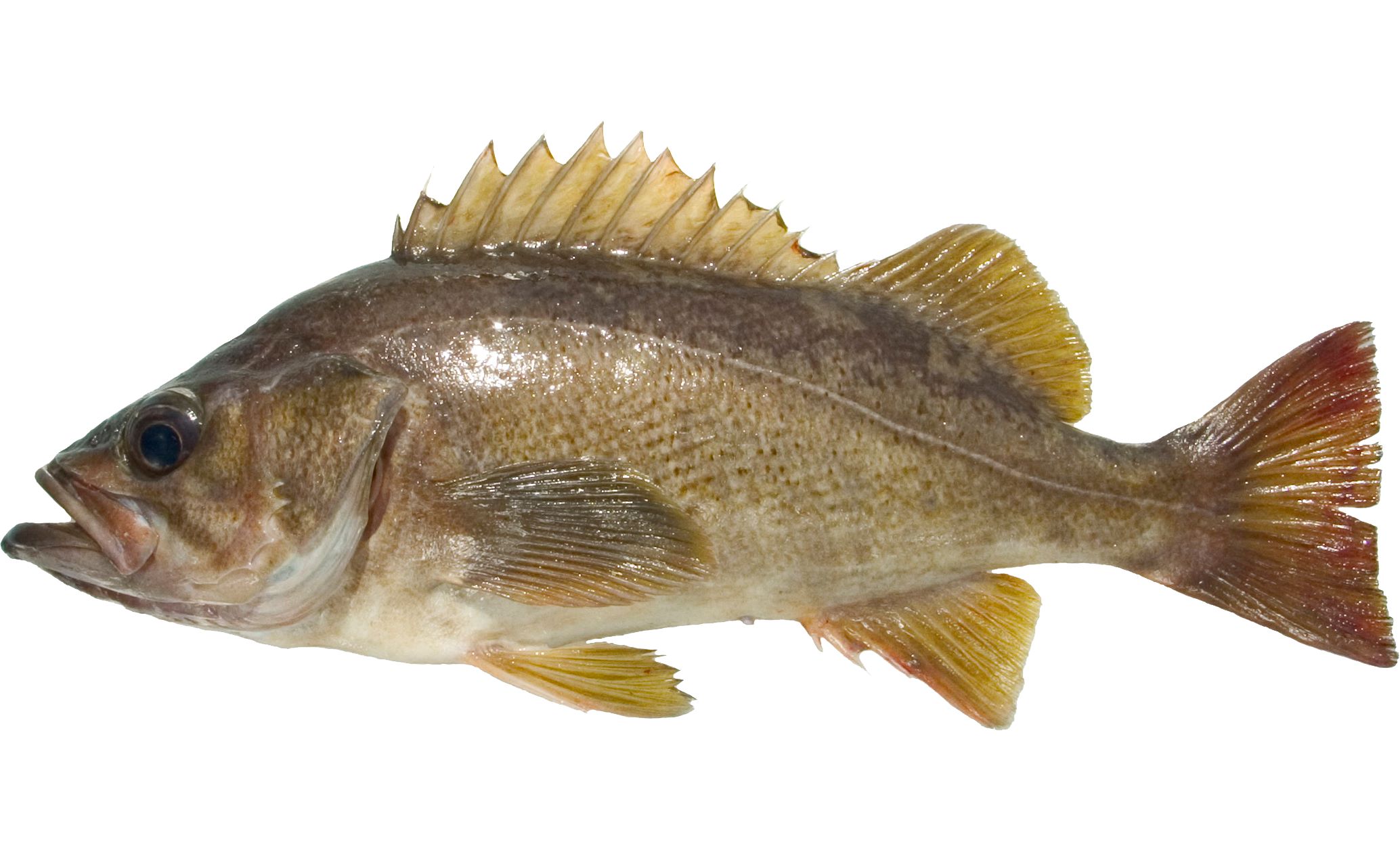 A Yellowtail Rockfish