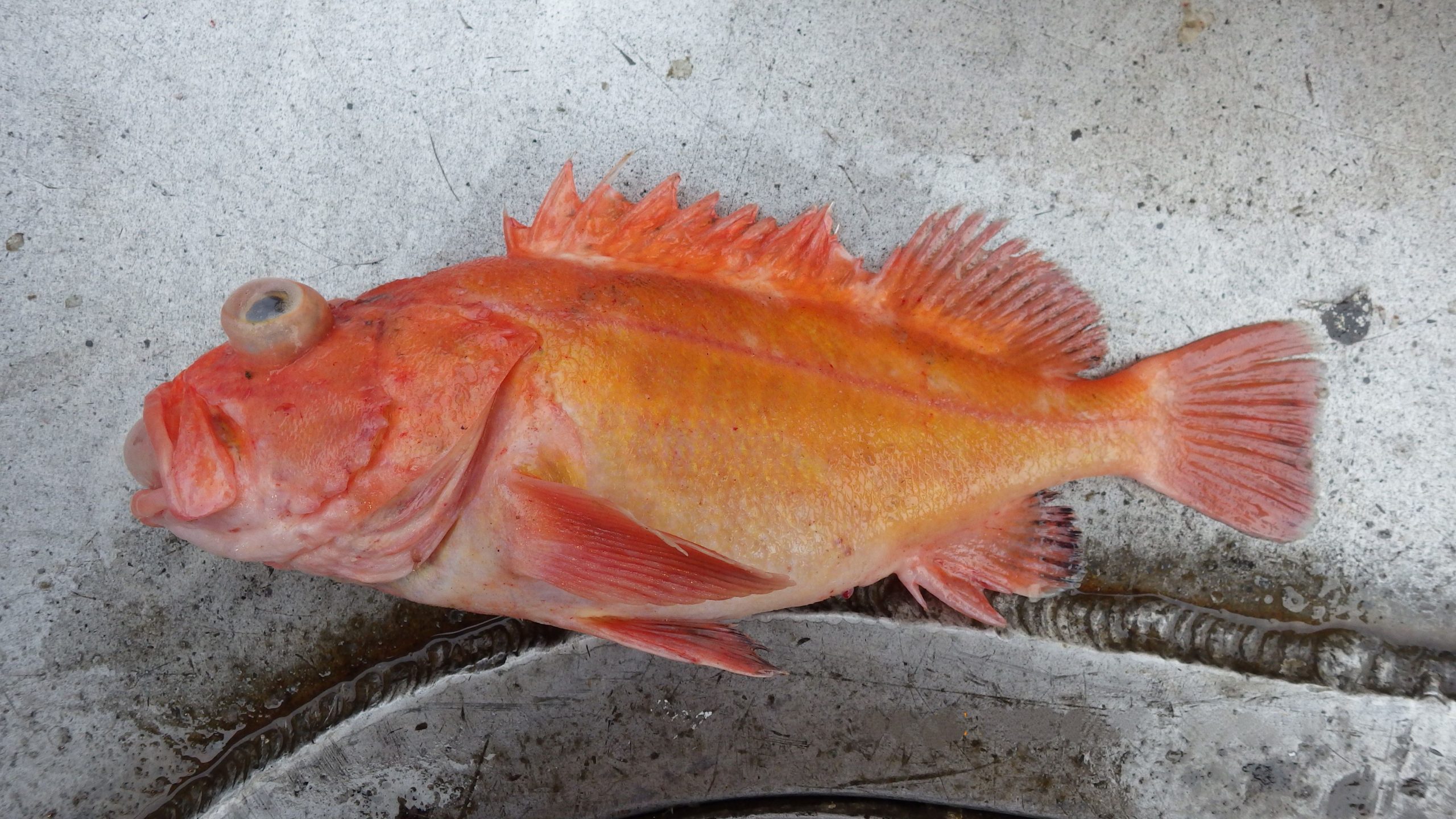 A Yelloweye rockfish with signs of barotrauma