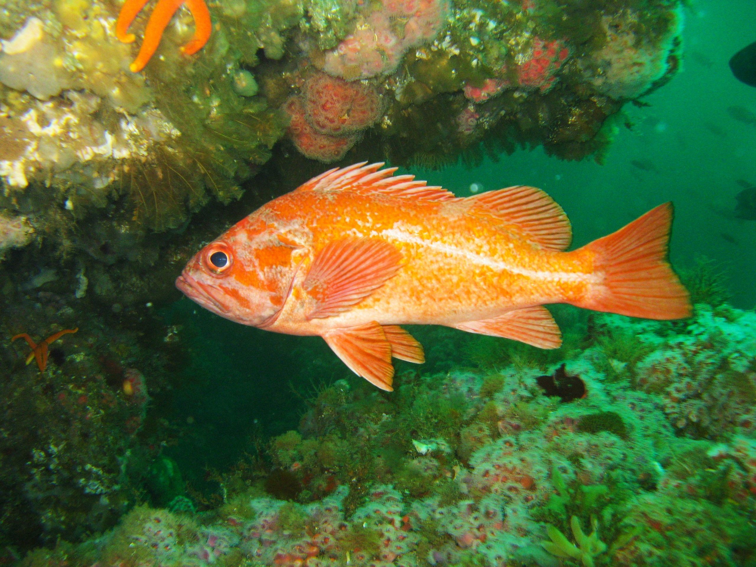 A Vermillion Rockfish in the water with coral reef in background