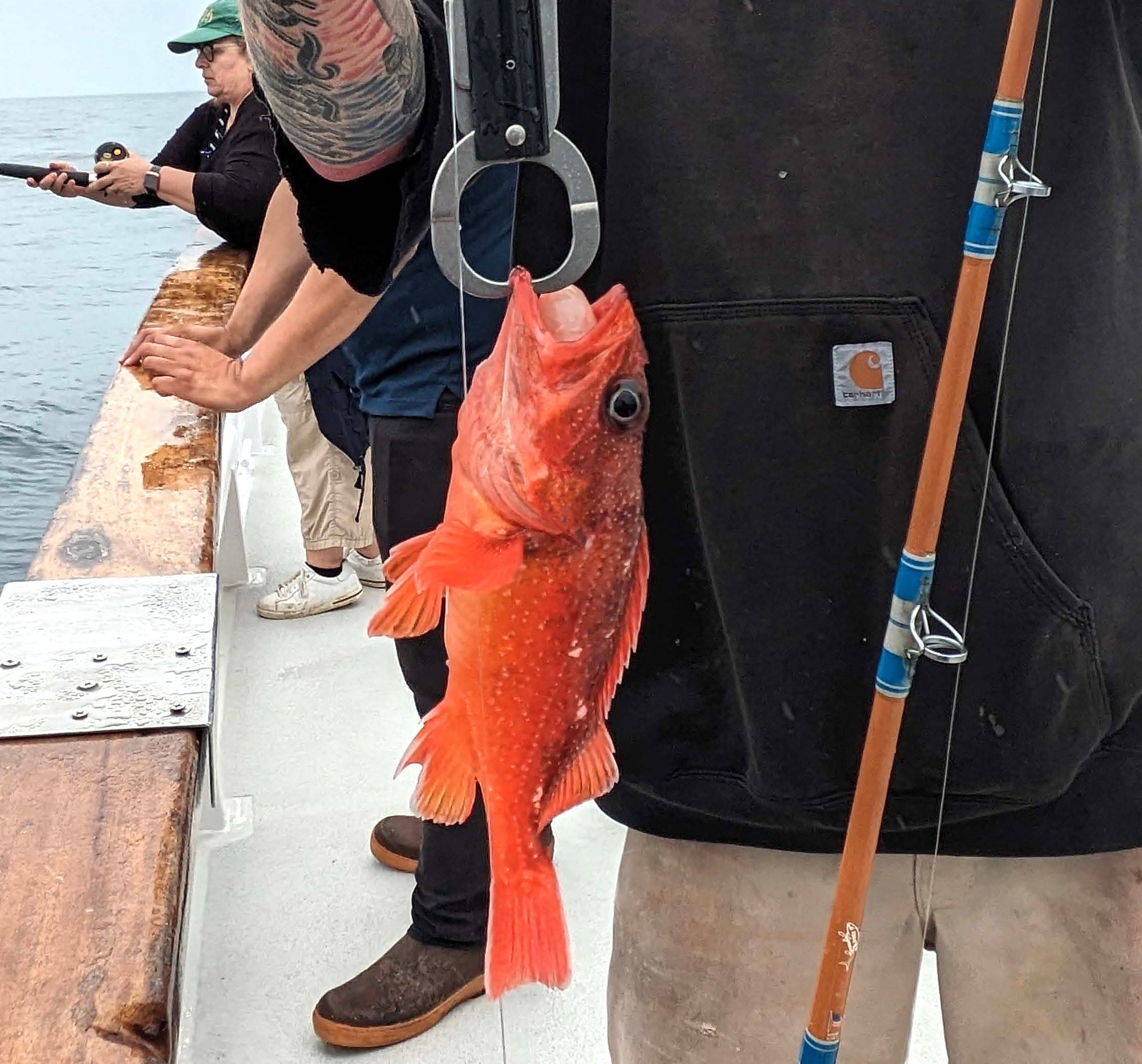 Starry rockfish being released with a descending device from a boat