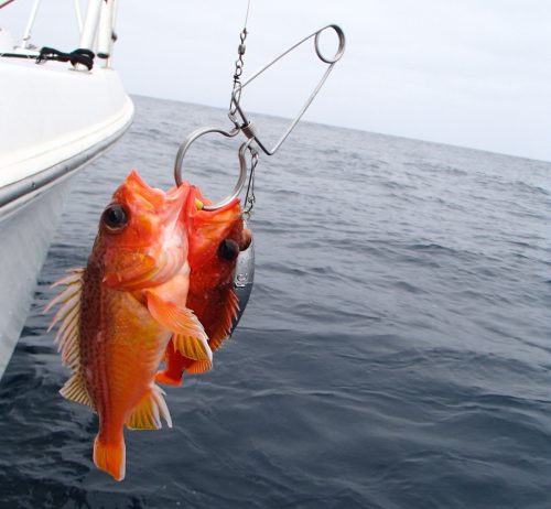 Greenspotted and starry rockfish being released using an RokLees. Photo by EcoLeeser_1