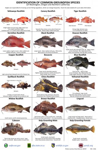 A poster of common groundfish of Washington, Oregon, and Northern California