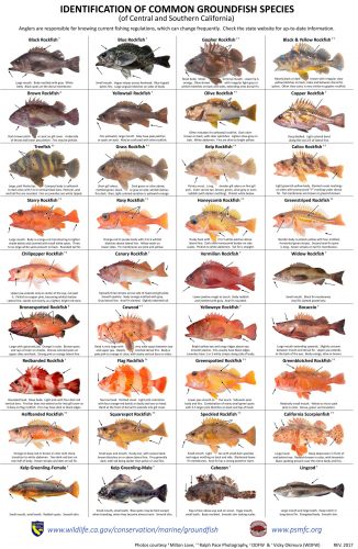 A poster of common groundfish of Central and Southern California