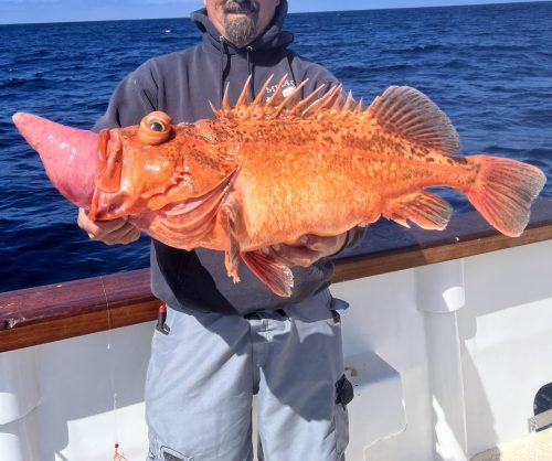 A person on a boat holding a Bronzespotted rockfish with swim bladder sticking out of the mouth and eyes bulging